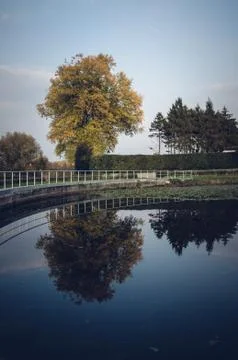Large tree reflection in a pond Stock Photos