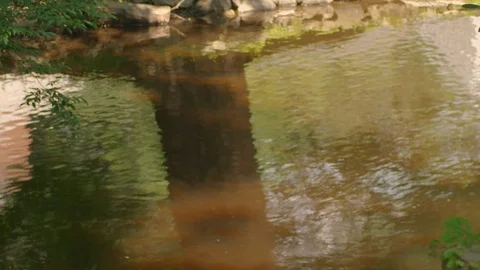 A large tree reflects in the pleasing colors of a small gentle river Stock Footage 92925412