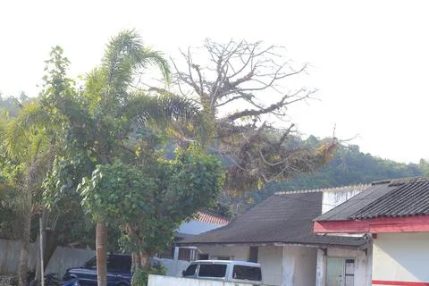 Large Tree in a Residential Area Stock Photos