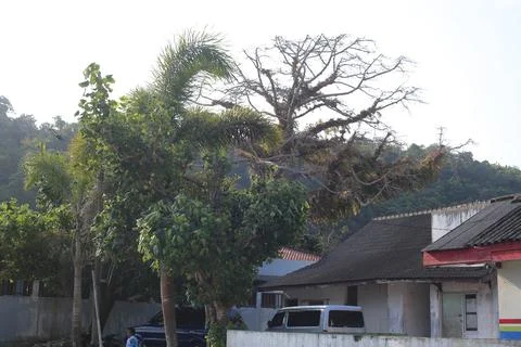 Large Tree in a Residential Area Stock Photos