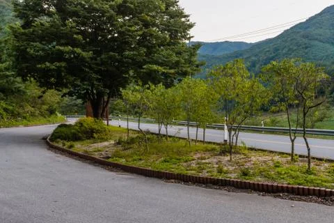 Large tree at rest stop. Stock Photos