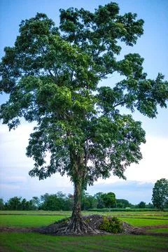 Large tree in the rice field Stock Photos