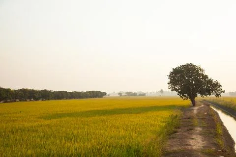 Large tree in rice fields. Fotos de archivo
