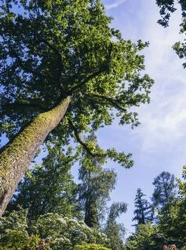 Large tree rising to a blue sky Stock Photos