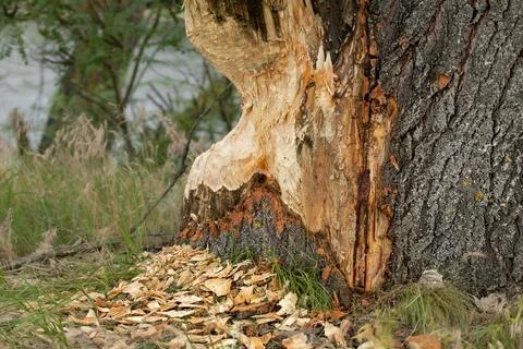 A large tree by the river, gnawed by beavers.Traces of beaver teeth are visib Stock Photos