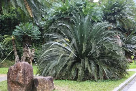 A large tree with a rock in front of it Stock Photos