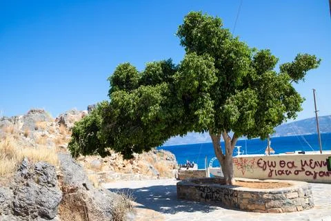 Large tree on a rocky coast on a path in Crete Stock Photos