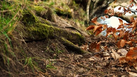 Large Tree root and autumn leaves Stock Footage 112877069