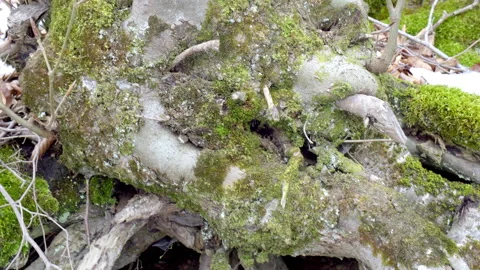 A large tree root is covered in moss and surrounded by dirt Stock Footage 296194084