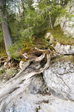 A large tree root is laying on the ground next to a rocky hill Stock Photos