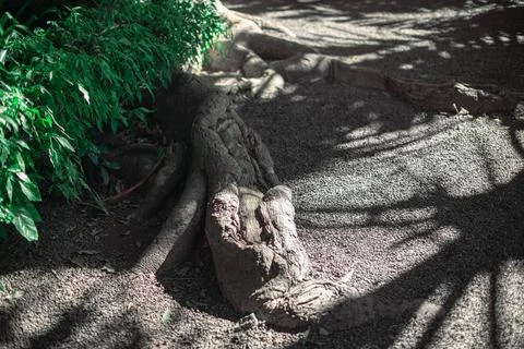 Large tree root is lying on the ground Stock Photos