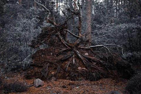 Large Tree Root in Moody Forest Stock Photos