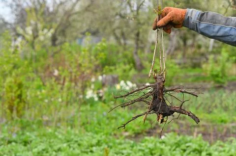 A large tree root in your hand. Stock Photos