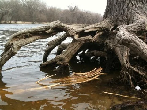 Large tree roots above the river water in spring Stockfoto's