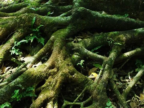 A large tree roots covered in green moss and leaves. Foto stock