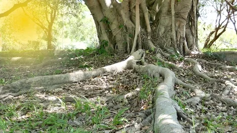 A large tree with roots covering the ground, a large tree in the garden Stock Footage 110623197