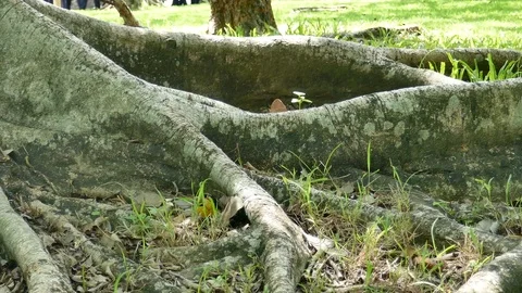 A large tree with roots covering the ground, a large tree in the garden Stock Footage 110623201