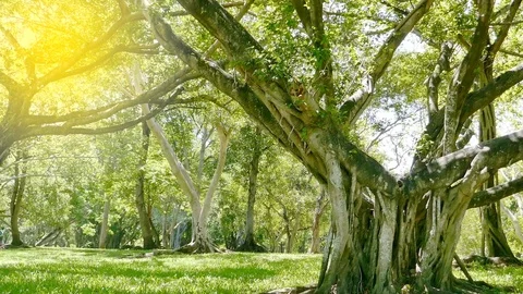 A large tree with roots covering the ground, a large tree in the garden Stock Footage 110623204