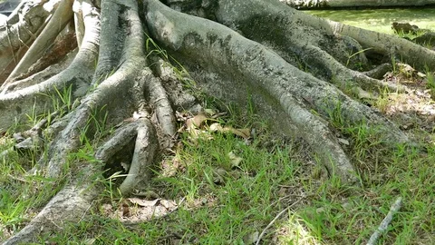 A large tree with roots covering the ground, a large tree in the garden Stock Footage 110623207