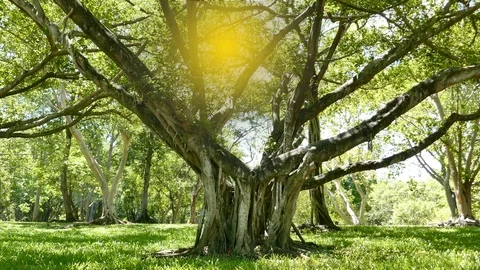 A large tree with roots covering the ground, a large tree in the garden Stock Footage 110623218