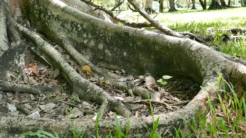 A large tree with roots covering the ground, a large tree in the garden Stock Footage 110623415