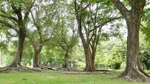 A large tree with roots covering the ground, a large tree in the garden Stock Footage 110623425