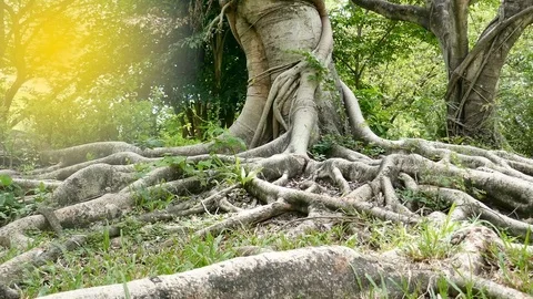 A large tree with roots covering the ground, a large tree in the garden Stock Footage 110623427