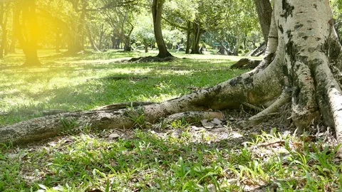 A large tree with roots covering the ground, a large tree in the garden Stock Footage 110623428