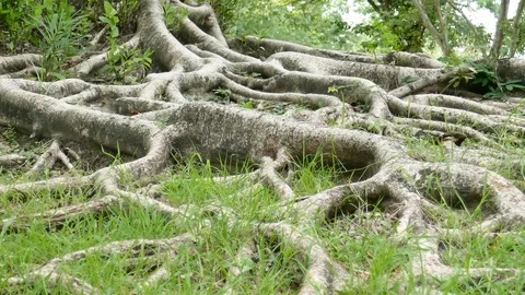 A large tree with roots covering the ground, a large tree in the garden Stock Footage 110623429