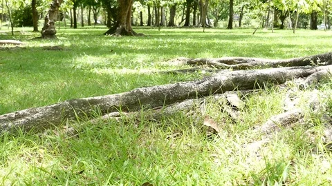 A large tree with roots covering the ground, a large tree in the garden Stock Footage 110623716
