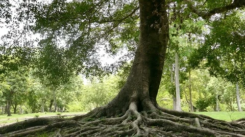 A large tree with roots covering the ground, a large tree in the garden Stock Footage 110623725