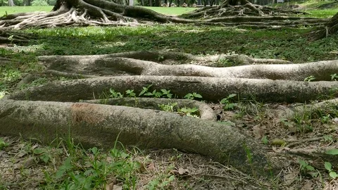 A large tree with roots covering the ground, a large tree in the garden Stock Footage 110623727