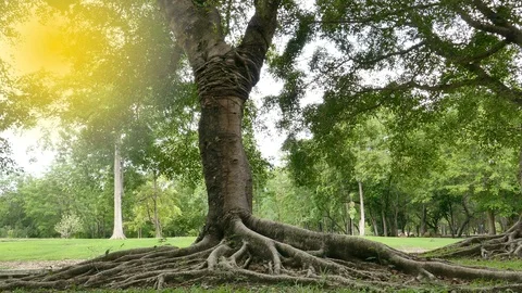 A large tree with roots covering the ground, a large tree in the garden Stock Footage 110623908