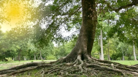 A large tree with roots covering the ground, a large tree in the garden Stock Footage 110623980