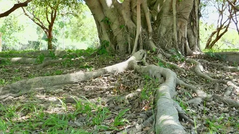 A large tree with roots covering the ground, a large tree in the garden Stock Footage 110624046