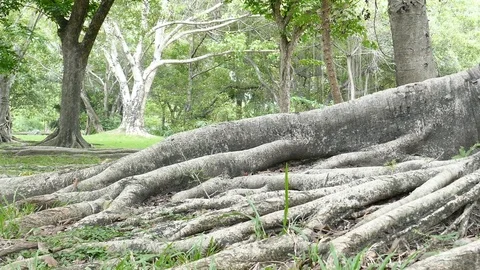 A large tree with roots covering the ground, a large tree in the garden Stock Footage 110624100