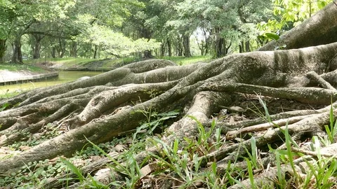 A large tree with roots covering the ground, a large tree in the garden Stock Footage 110624116