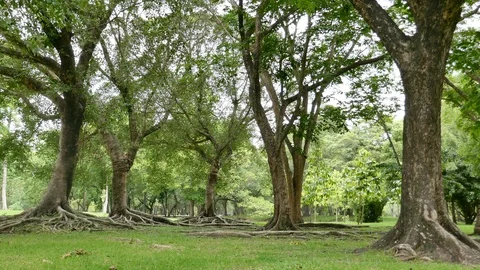 A large tree with roots covering the ground, a large tree in the garden Stock Footage 110625021