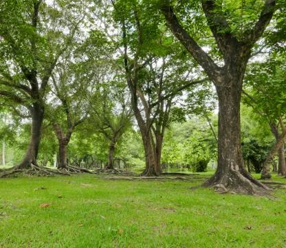 A large tree with roots covering the ground Stock Photos