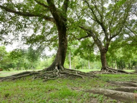 A large tree with roots covering the ground Stock Photos