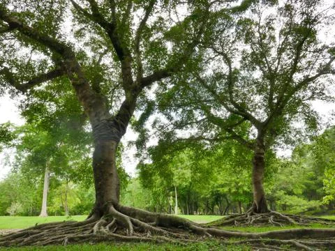 A large tree with roots covering the ground Stock Photos