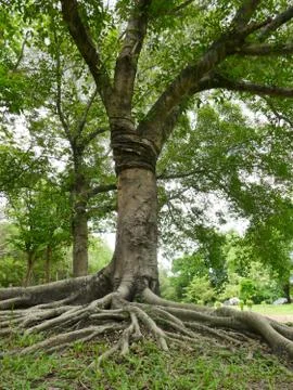 A large tree with roots covering the ground Stock Photos