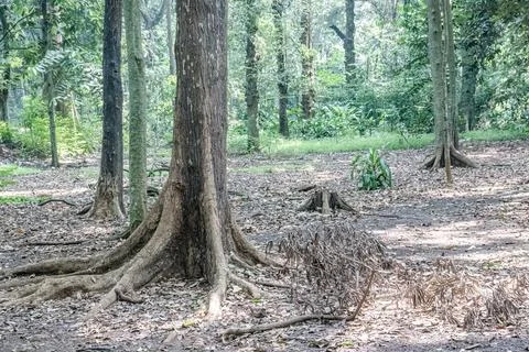 Large Tree Roots on Dry Forest Floor in Natural Woodland Scene Stock Photos