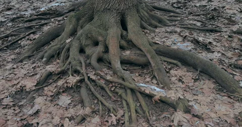 Large tree roots exposed on forest floor with leaves. 库存影片 300026416