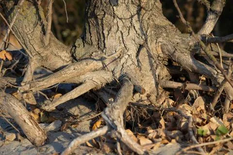 Large tree roots in the forest. Stock Photos