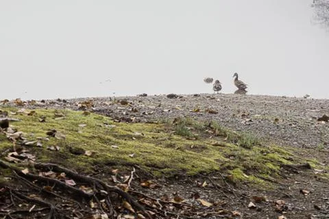 Large tree roots growing down into the ground Stock Photos