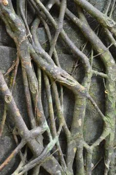 Large tree roots growing up a stone wall. Stock Photos