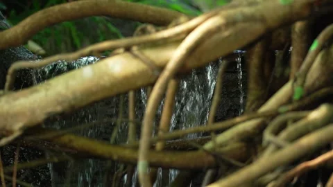 Large tree roots that have a waterfall background 10bit 4k 60fps Stock Footage 269706950