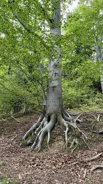 Large tree roots in a mountain forest. Poland Stock Photos