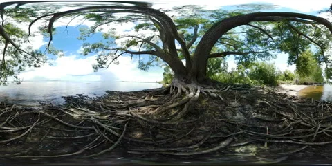 Large tree with roots next to a river Video stock 66747662
